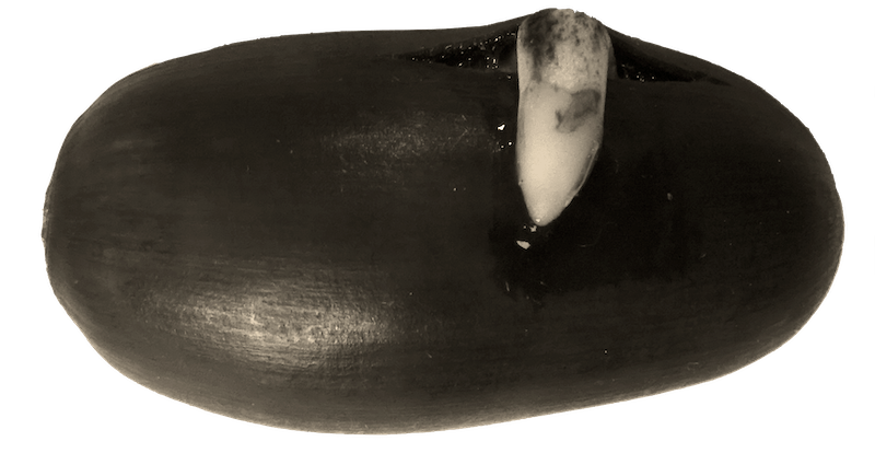 An acorn is germinating, but its radicle is appearing on an unsusual part of the acorn.