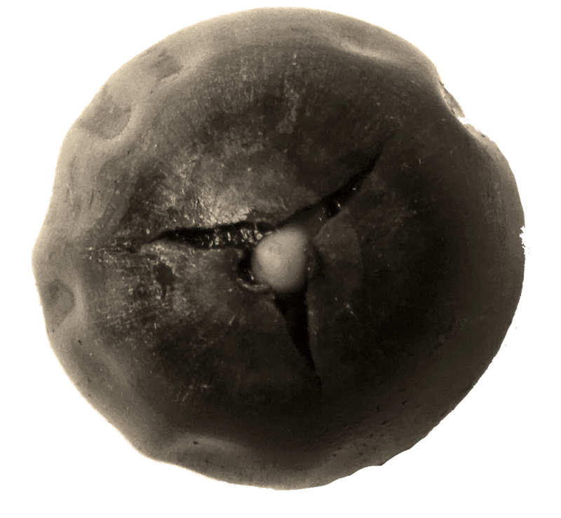 An acorn is starting to sprout. We see the small white dot of the radicle appearing at the tip of the acorn.