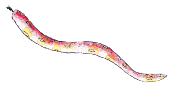 Watercolor of a snake-shaped gourd.