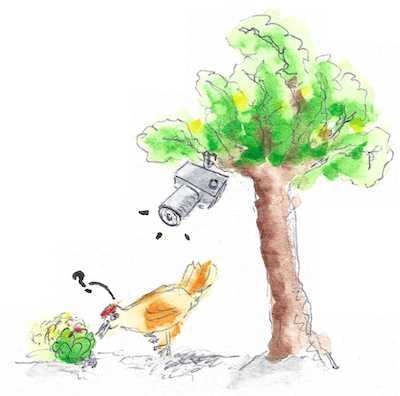 Watercolor showing a hen observed by a camera in a vegetable garden.