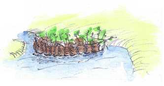 Watercolor of a living wall in willow, on one side of a pond.