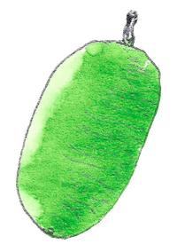 Watercolor of a wax gourd.