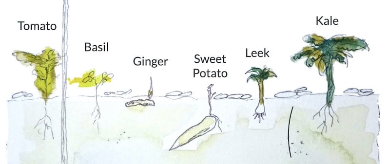 Transform Your Balcony: Micro Forest Garden Guide