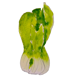 Watercolour of a bokchoy cabbage.