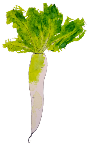 Watercolour of a Daikon radish with its leaves.