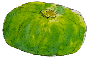 Watercolour of a green Hokkaido pumpkin.