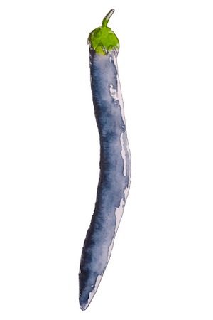 Aquarelle d'une longue et fine aubergine japonaise violette.