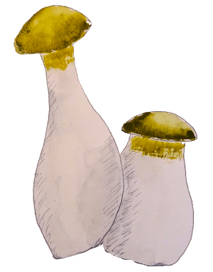 Watercolour of two raw oyster mushrooms.