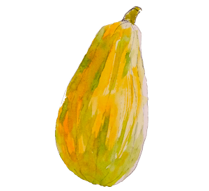 Watercolour of a Taiwanese pear-shaped squash.