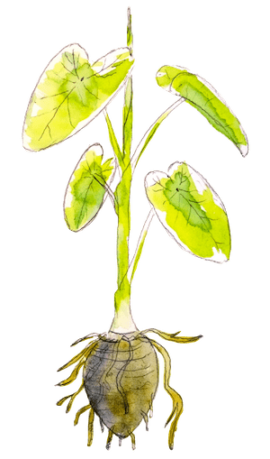 Watercolour of a taro plant, with the leaves and rizhome.
