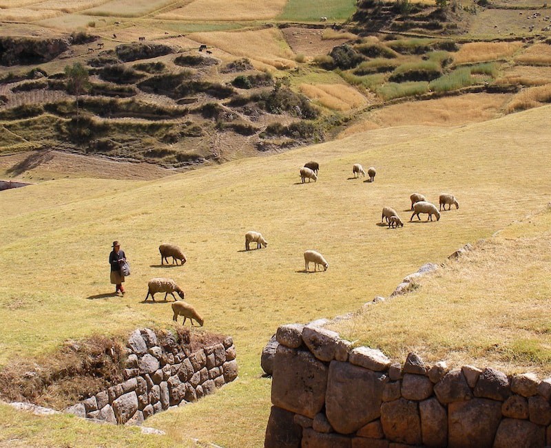 Photo of the Peruvian Altiplano, with sheeps grazing, a bright green grassland, and stone walls.