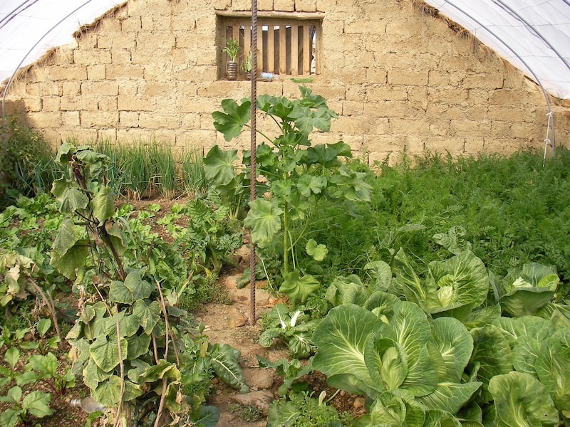 Photo inside a clay greehouse in the Altiplano, Ocongate District, Peru.