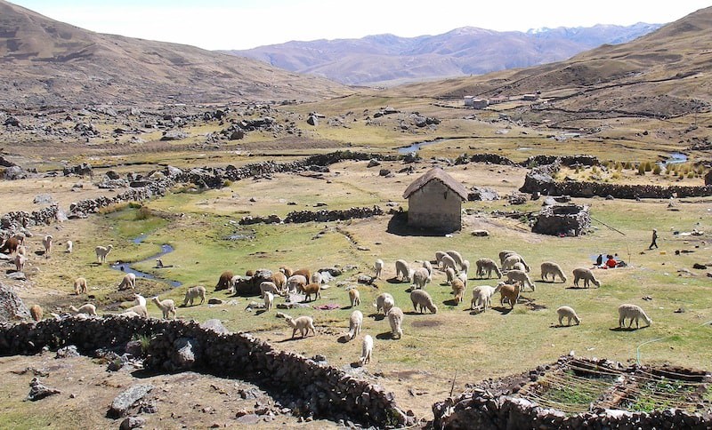 Photo of a herd of llamas in the rocky grasslands of the Ocongate District, Peru.