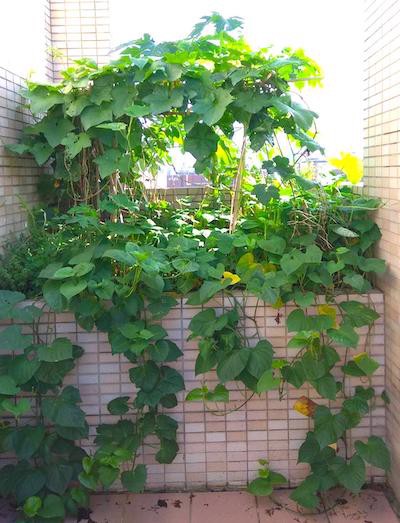 Photo of a sweet potato plant invading our rooftop garden in Taiwan.
