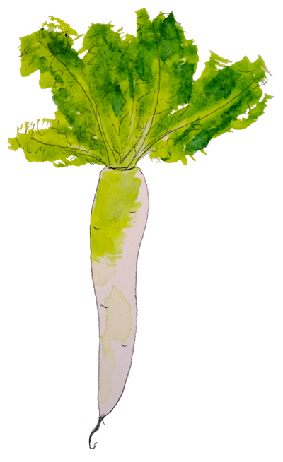 Watercolor of a daikon radish.