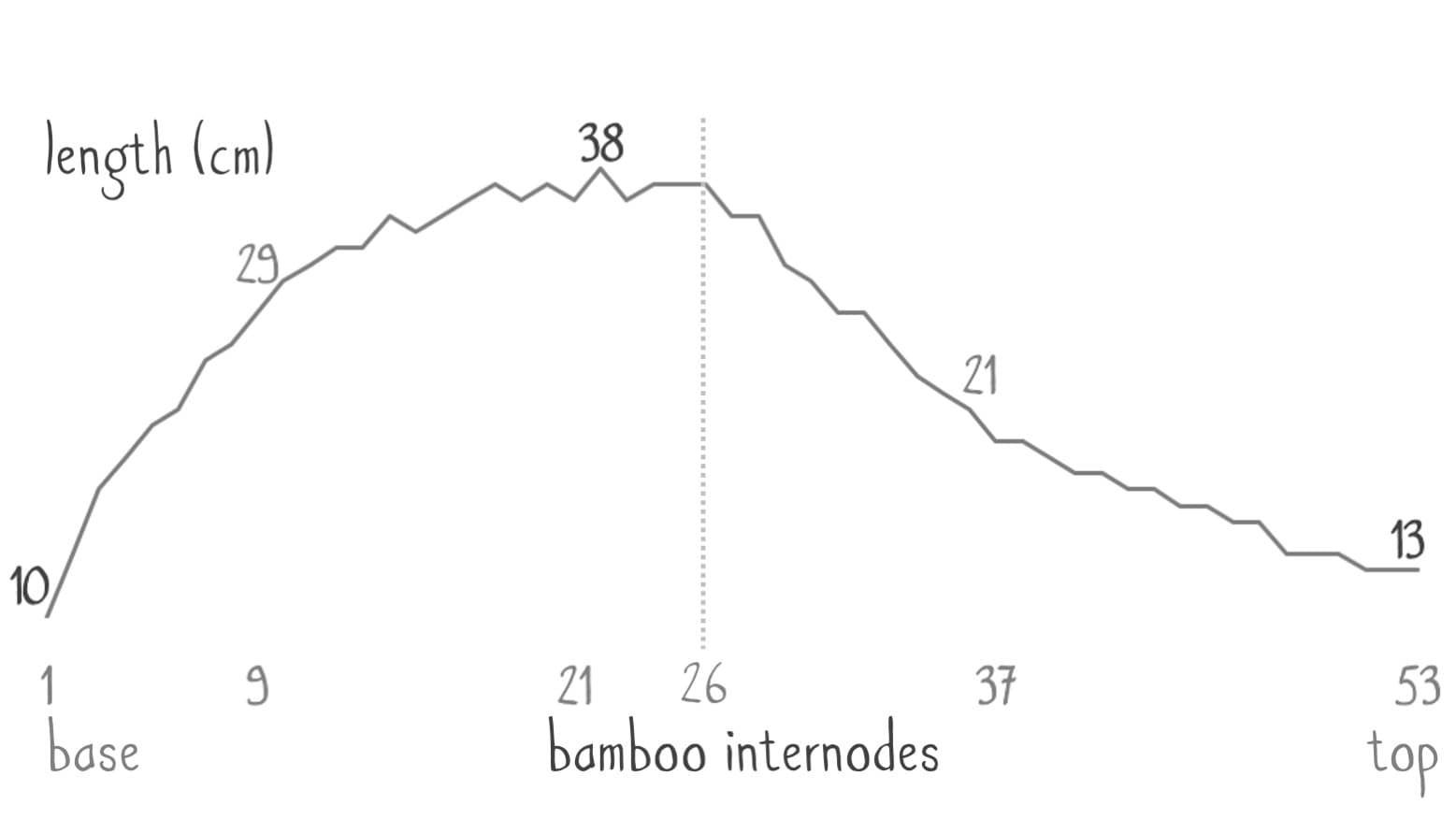 bamboo-internode-curve.jpg.pagespeed.ce.mhEFQ7l1rx.jpg