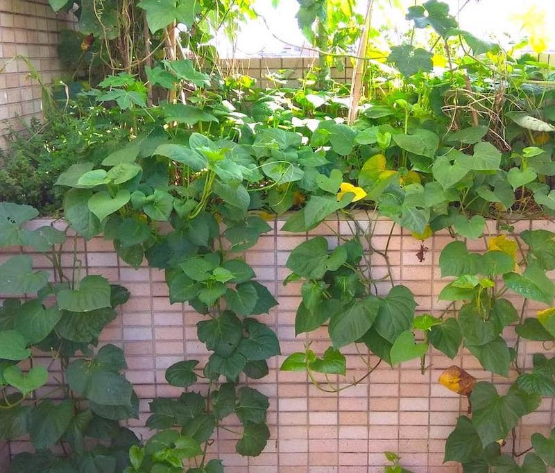 Photo of a sweet potato plant that has developped a lot in a small rooftop garden.