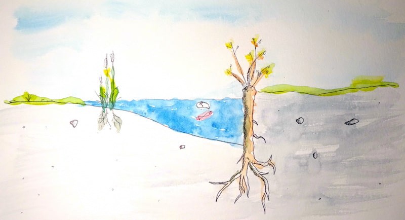 Watercolor of pollard trees planted very close to one another along a pond to create a wall and support the bank.