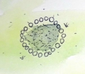 Watercolor of a round raised bed garden from above.