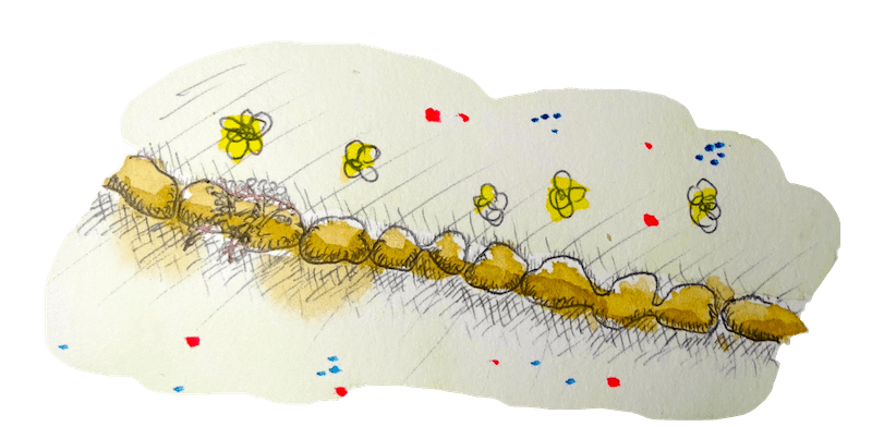 Watercolor showing a row of merged pollard trees, seen from above.