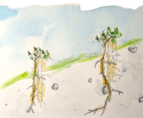 Watercolor of oak seedlings growing on a slopy land following contour lines.