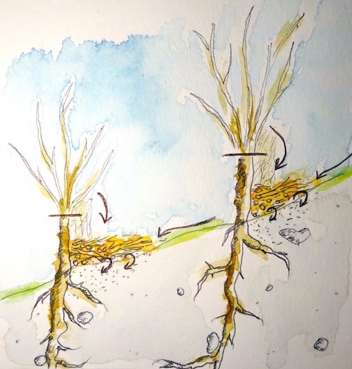 Watercolor of a slopy land planted with oak pollards on contour lines.