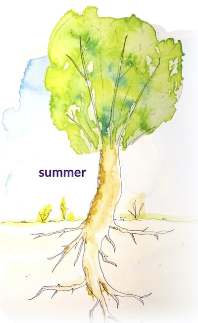 Watercolor of a tree, we can see the roots belowground.