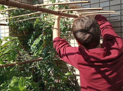 Photo d'un jardinier travaillant dans son potager urbain sur le toit d'un immeuble.