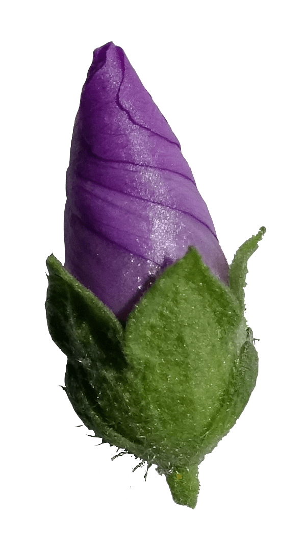 Close up on a mallow flower before opening.