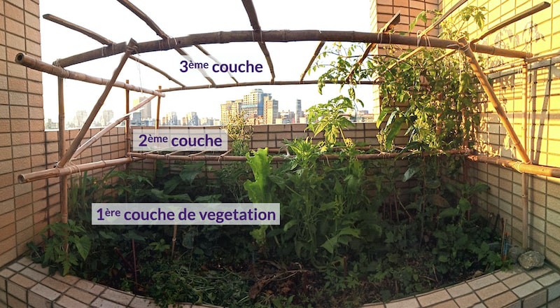 Photo de notre petit jardin sur le toit montrant le treillis de bambou pour soutenir 3 couches de végétation.