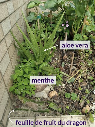 Photo montrant des feuilles d'aloe vera, de menthe sauvage et de fruit du dragon se développant dans notre petit jardin urbain sur le toit de l'immeuble.