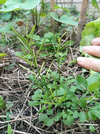 Photo de la roquette sauvage qui pousse dans notre mini potager sur le toit de l'immeuble.