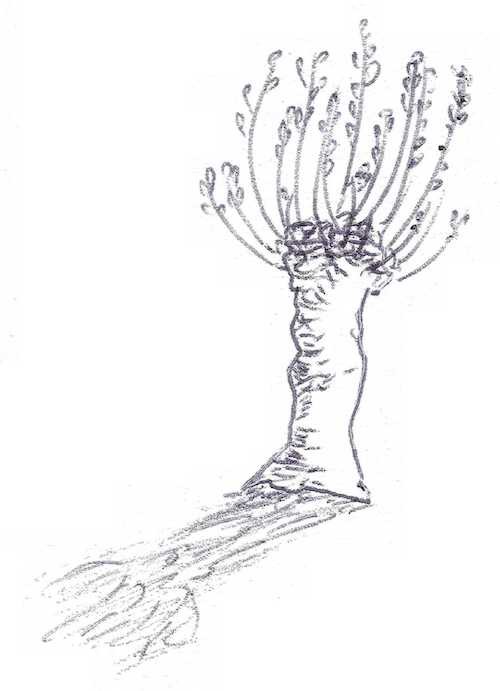 Croquis d'un saule têtard.