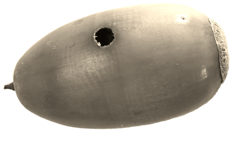 Un gland a un trou qui montre qu'il a été perforé et mangé de l'intérieur par un ver.