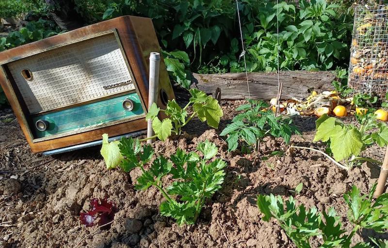 Photo d'une radio vintage entourée de légumes dans un potager.