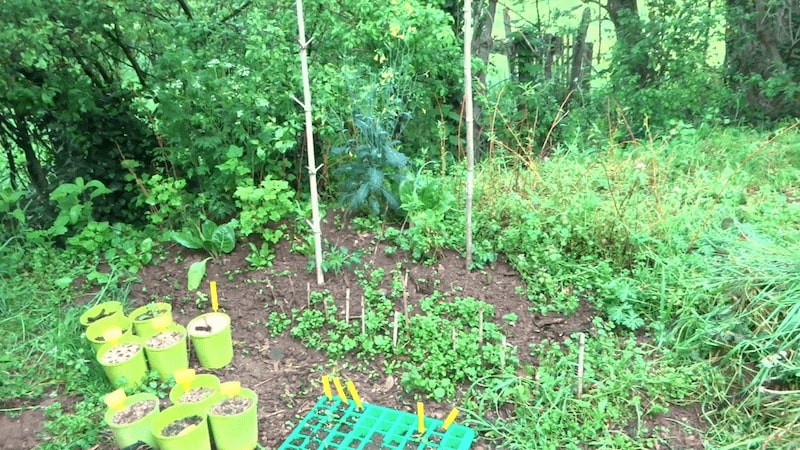 Photo du petit jardin que j'ai commencé devant la tiny house.