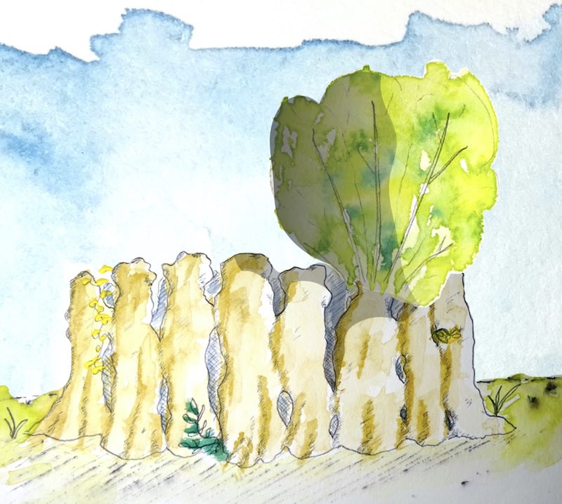 Aquarelle d'un cercle de trognes plantées très près les unes des autres. L'une d'entre elles n'a pas été taillée cette année, ce qui permet de faire de l'ombre.