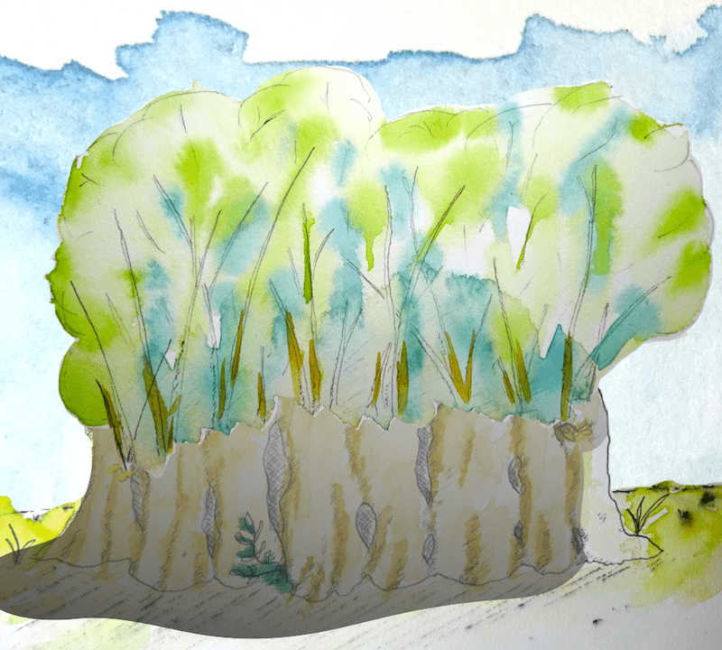 Aquarelle d'une série d'arbres têtards plantés très près les uns des autres.